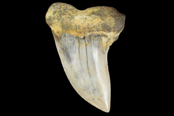 Colorful Mako/White Shark Tooth Fossil - Sharktooth Hill, CA #113910